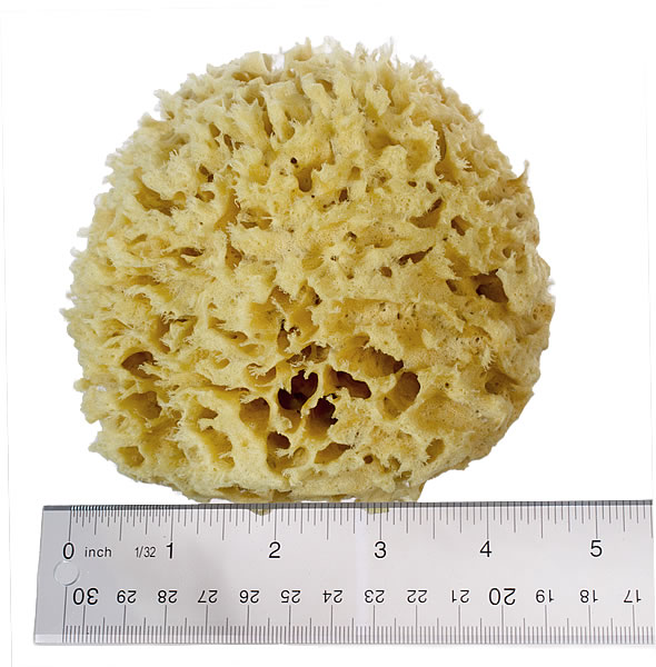 Rock Island' Wool Sea Sponge 5.5 - 6 Bath Size