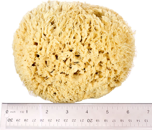 Sea Wool Natural Bath Sponge Large 4 to 5 inches