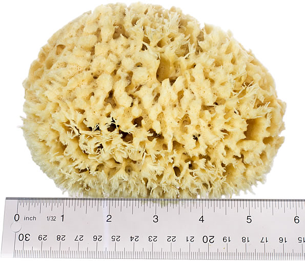 The Natural SW#1-6070C Sea Wool Sponge, 6 to 7 in L, Gold