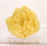Yellow Sea Sponge small - 4"- 5" - A+ Bath Quality