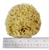 'Rock Island' Wool Sea Sponge 4.5" - 5" Small Bath Size