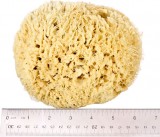 'Rock Island' Wool Sea Sponge 6.5" - 7" Large Bath Size