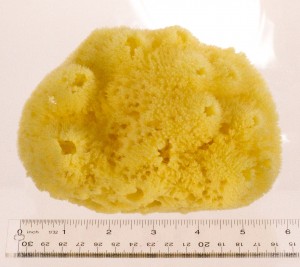 Yellow Sea Sponge medium - 5"-6" A+ Bath Quality