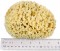 'Rock Island' Wool Sea Sponge 5.5" - 6" Bath Size