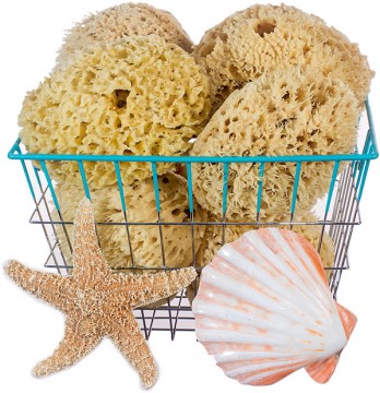 Basket-Full-of-Wool-Sponges_small