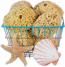 Sea Sponges & Loofah